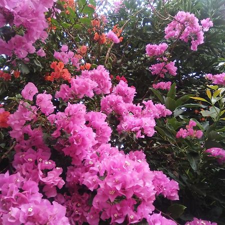 Mar De Flores 维加-德圣马特奥 外观 照片