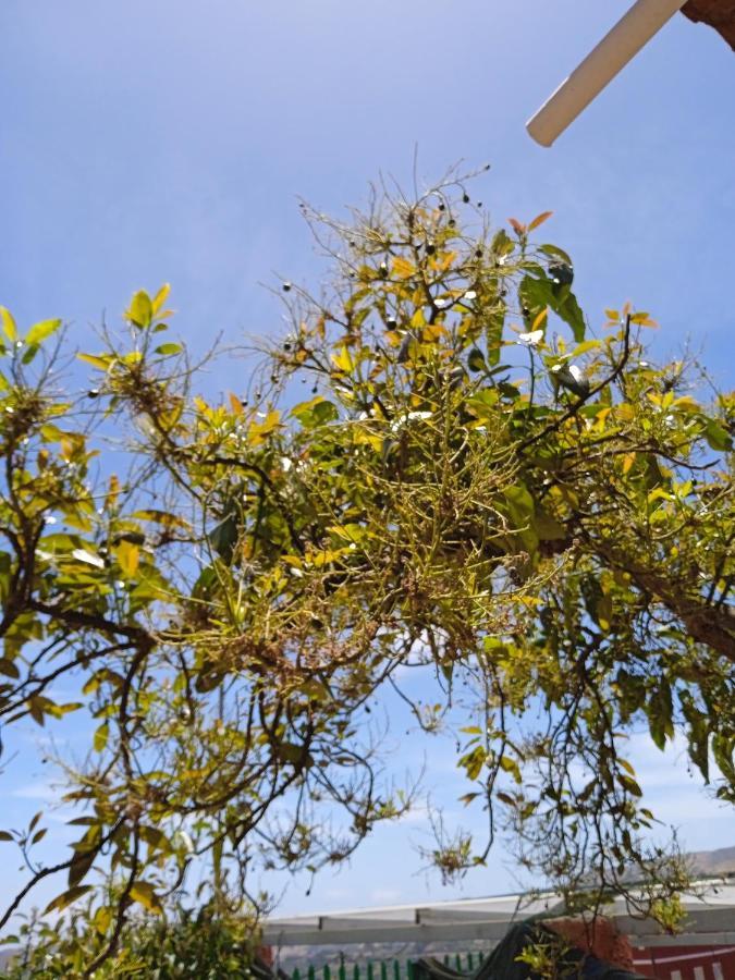 Mar De Flores 维加-德圣马特奥 外观 照片